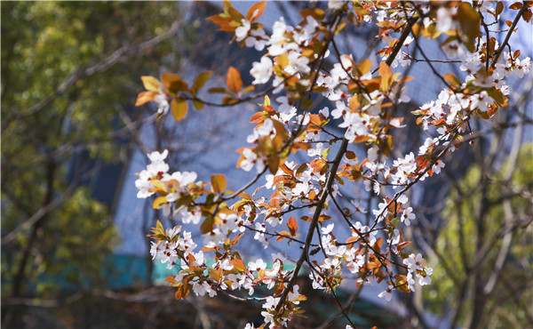 春暖花開，等你歸來——邀你云賞南新春景，以慰思念