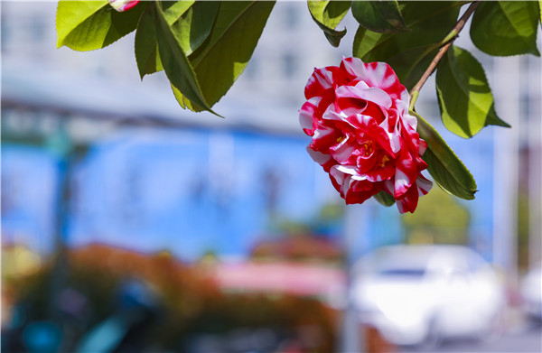 春暖花開，等你歸來——邀你云賞南新春景，以慰思念