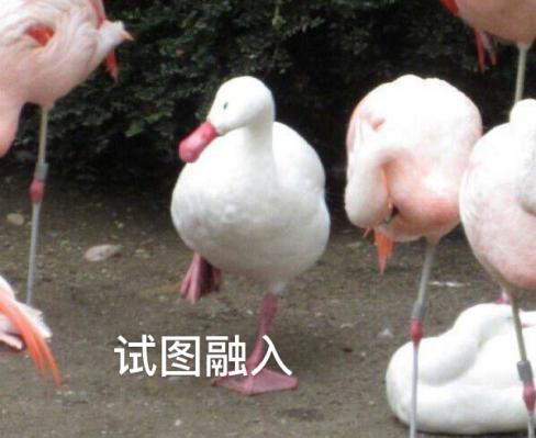 新華互聯(lián)網(wǎng)科技正式入駐Bilibili！會(huì)摩擦出什么樣火花呢？